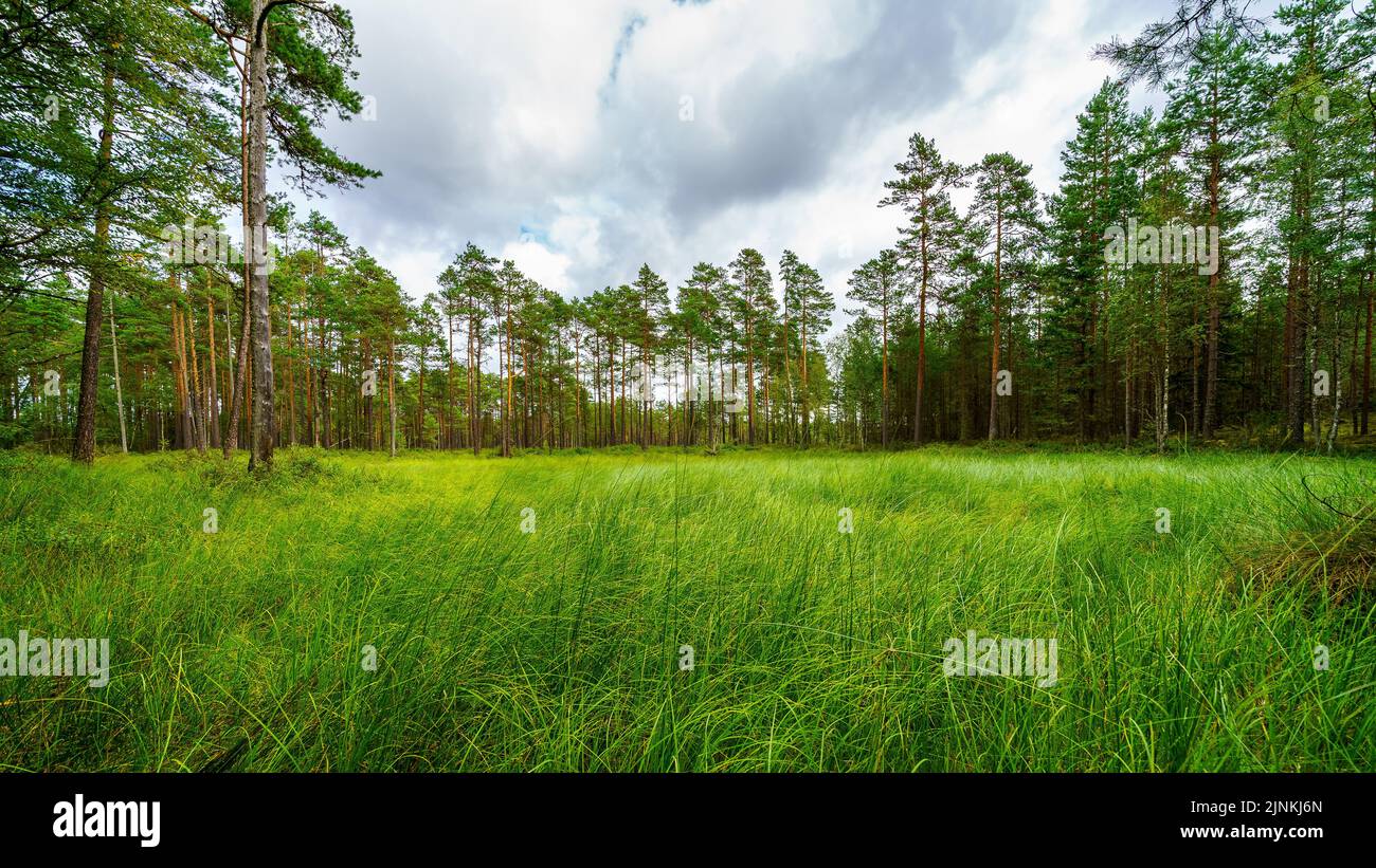 Paesaggio di erba verde e alberi alti nel nord Europa. Foto Stock
