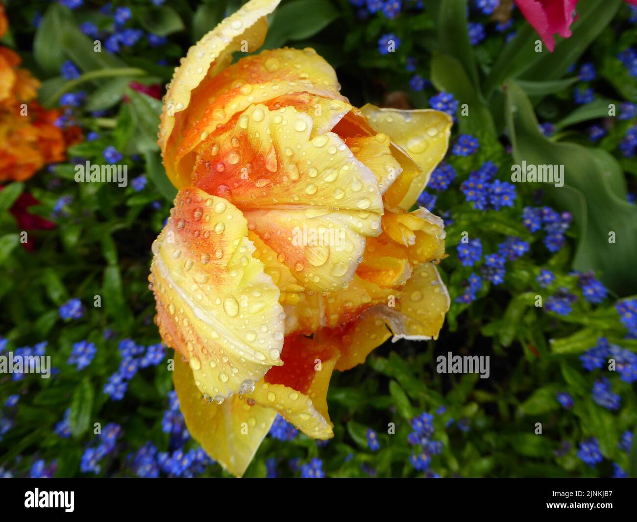 Un bellissimo grande giallo con tulipano doppio arancione coperto di gocce di pioggia in un fresco giorno di aprile Foto Stock