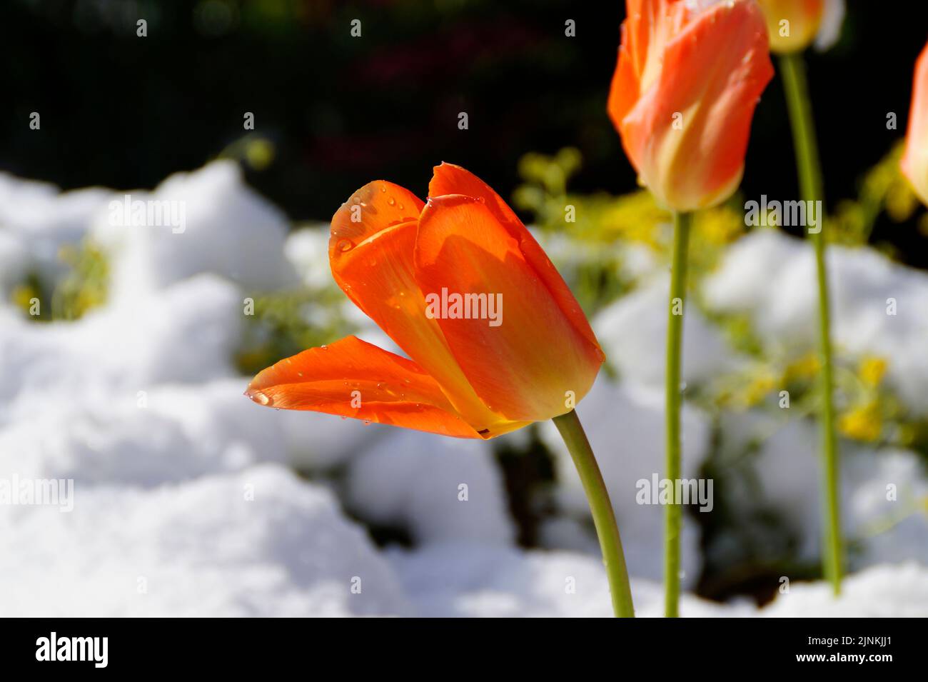 un tulipano arancione brillante coperto di gocce di neve fusa in un giorno di aprile soleggiato, quando l'inverno è tornato per un po 'di tempo Foto Stock