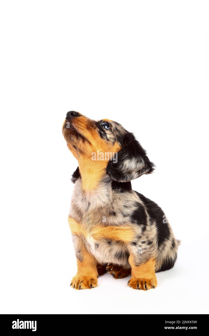 Cute Dapple Dachshund cucciolo isolato su uno sfondo bianco Foto Stock