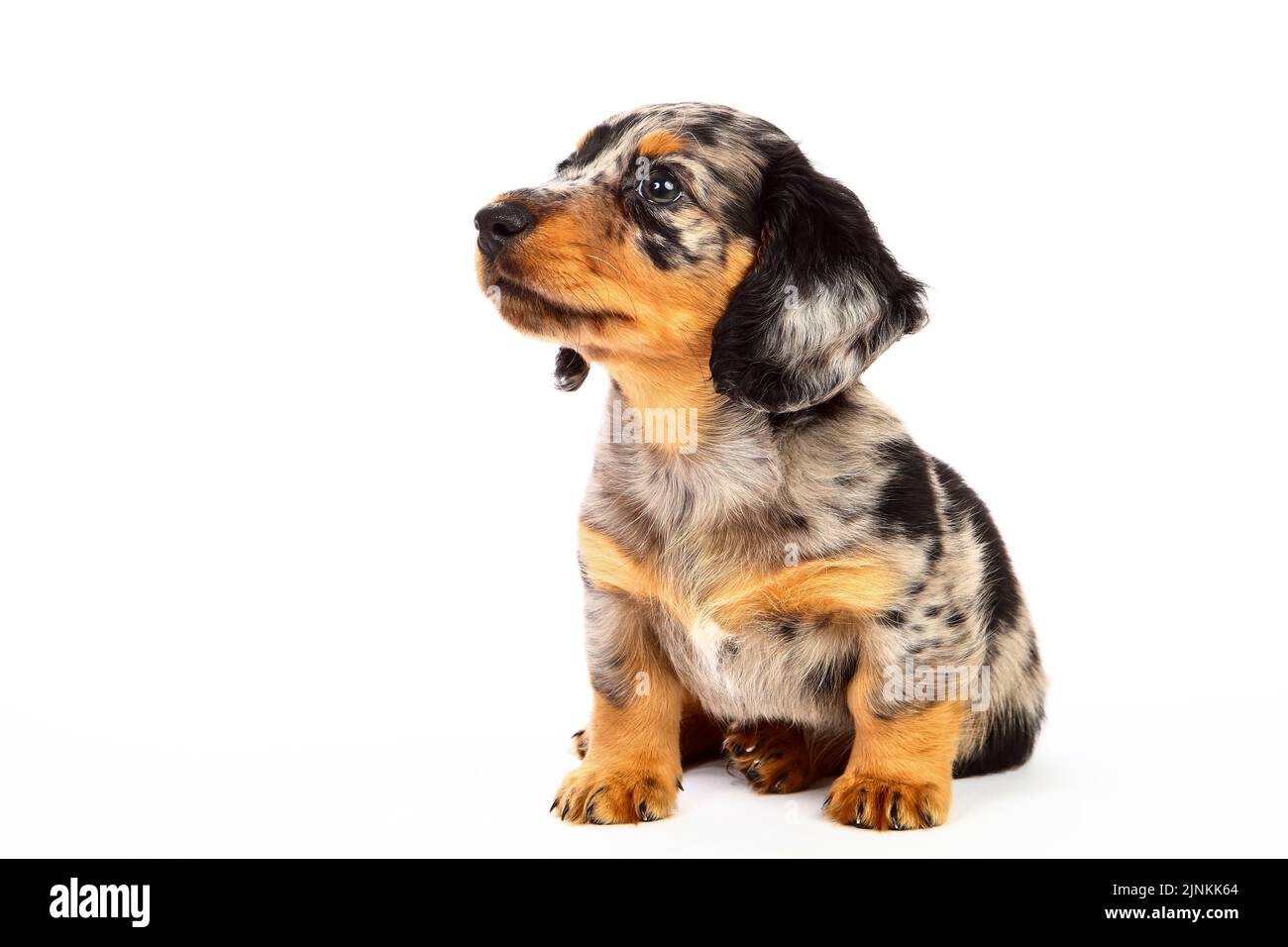 Cute Dapple Dachshund cucciolo isolato su uno sfondo bianco Foto Stock