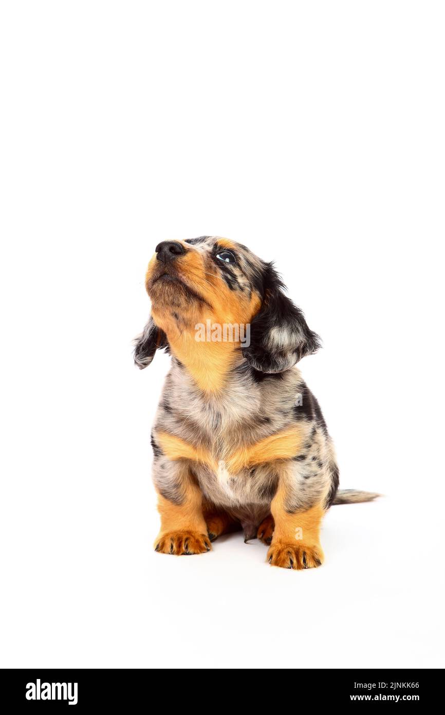 Cute Dapple Dachshund cucciolo isolato su uno sfondo bianco Foto Stock