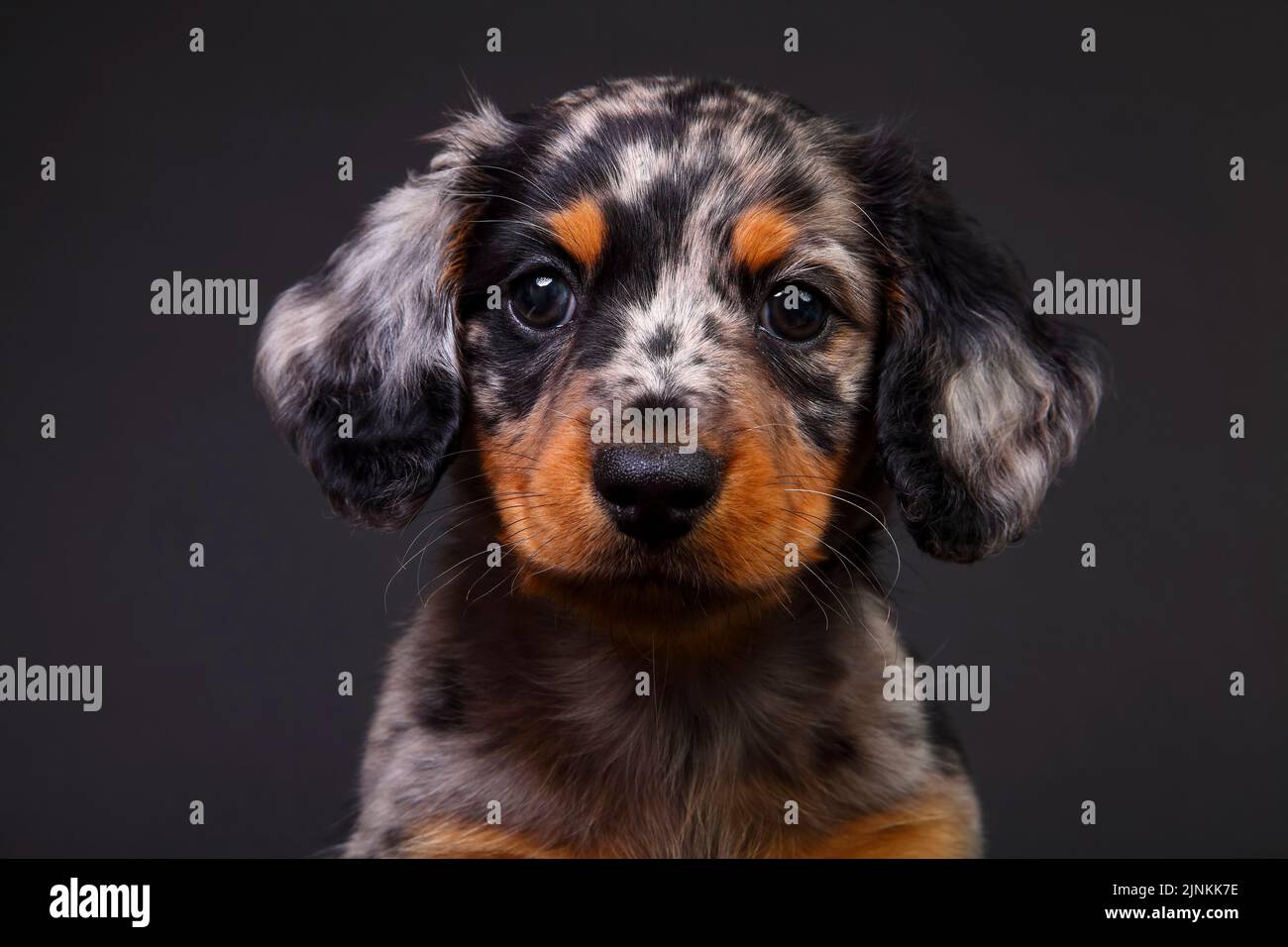 Cute Dapple Dachshund cucciolo isolato su uno sfondo nero Foto Stock