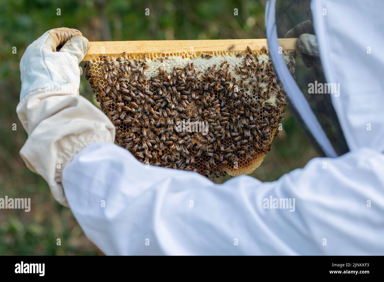 Un apicoltore ispeziona una colonia di api su un nido d'ape naturale. Foto Stock