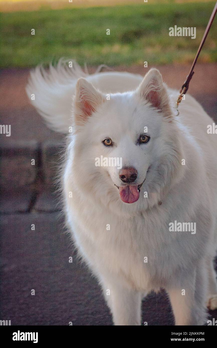 Un primo piano verticale di un cane Samoyed su un guinzaglio. Foto Stock