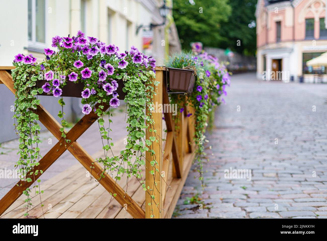 Fiori appesi su recinzione di legno all'interno della città. Foto Stock