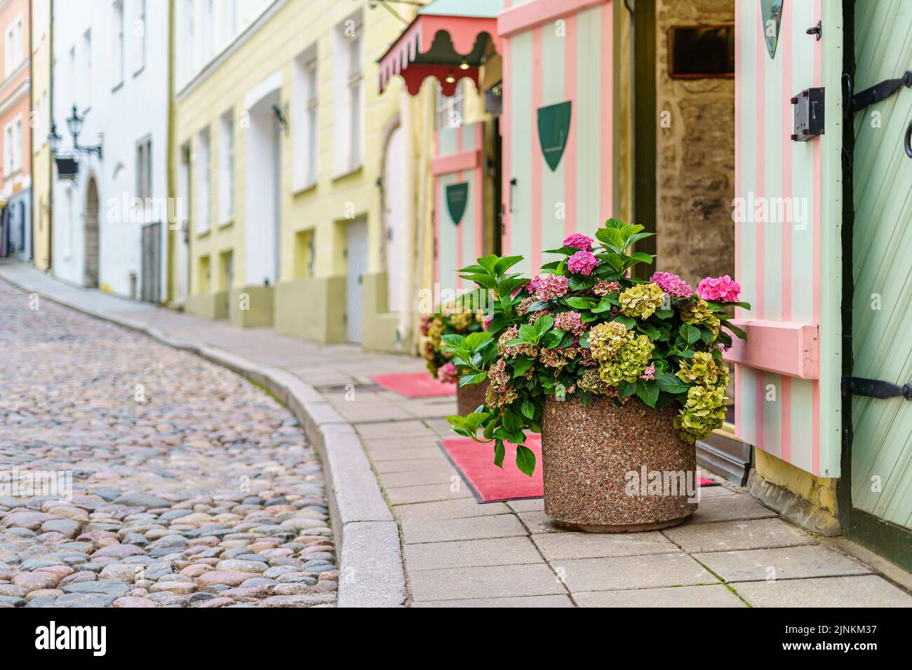 Grande vaso di fiori con fiori sul marciapiede acciottolato della città medievale. Foto Stock