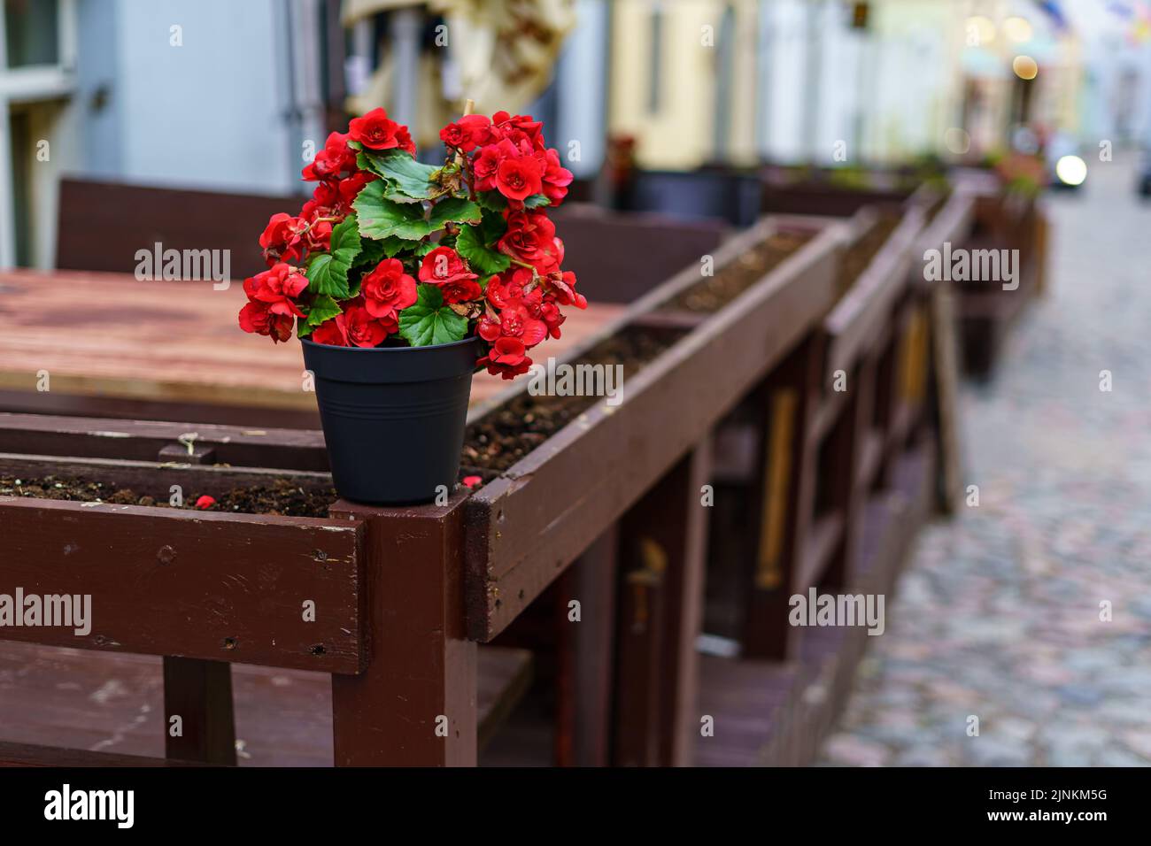 Piccolo vaso con fiori rossi accanto a panchine di legno su strada acciottolata. Foto Stock