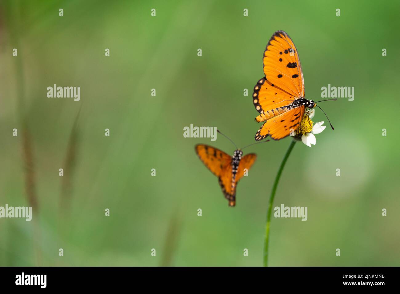 Tawny coster (Acraea Terpsicore) farfalla che vola e in piedi in un prato tropicale, thailandia Foto Stock