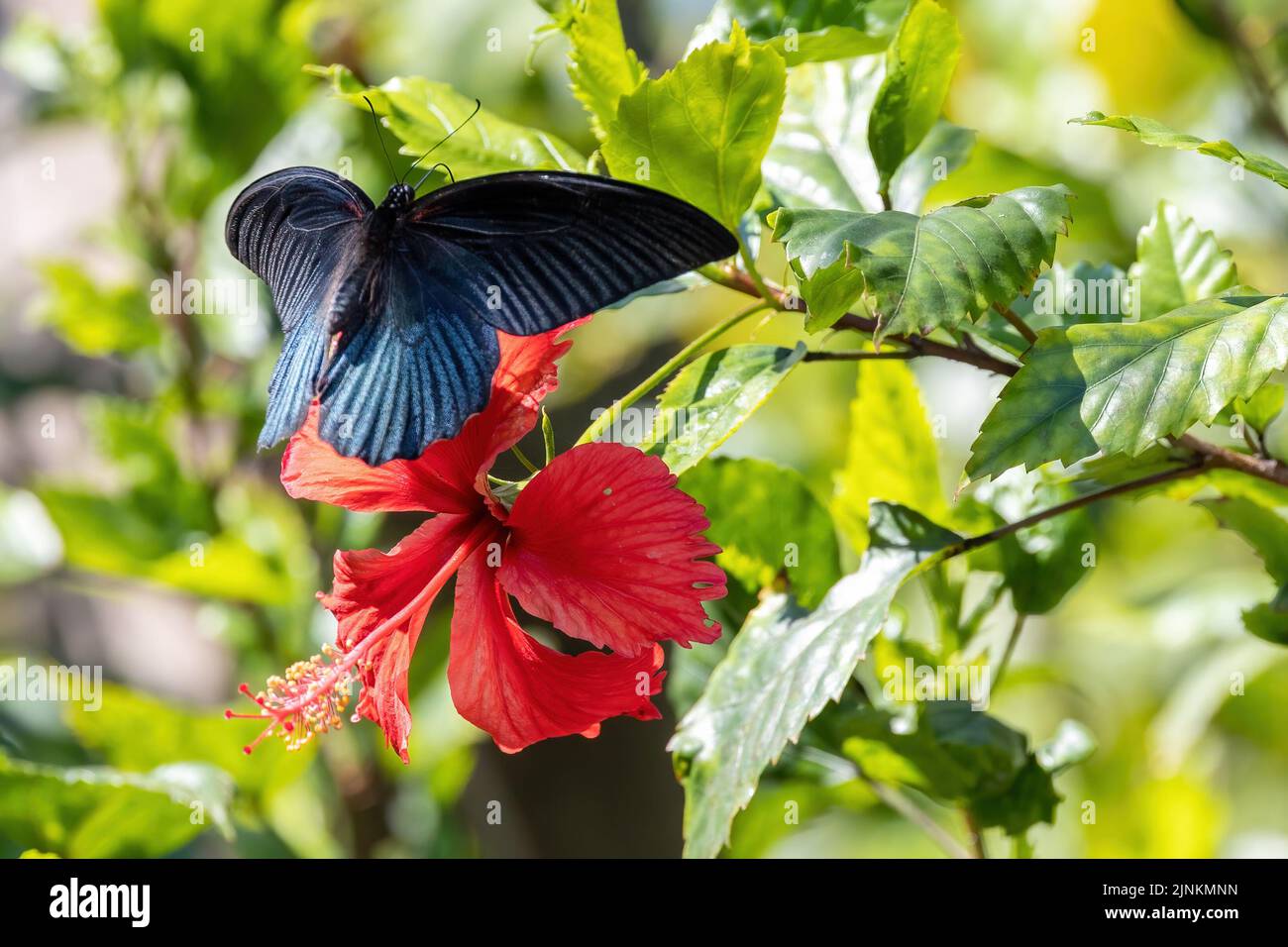 Grande farfalla mormone maschio che vola su un fiore rosso di ibisco, Thailandia Foto Stock