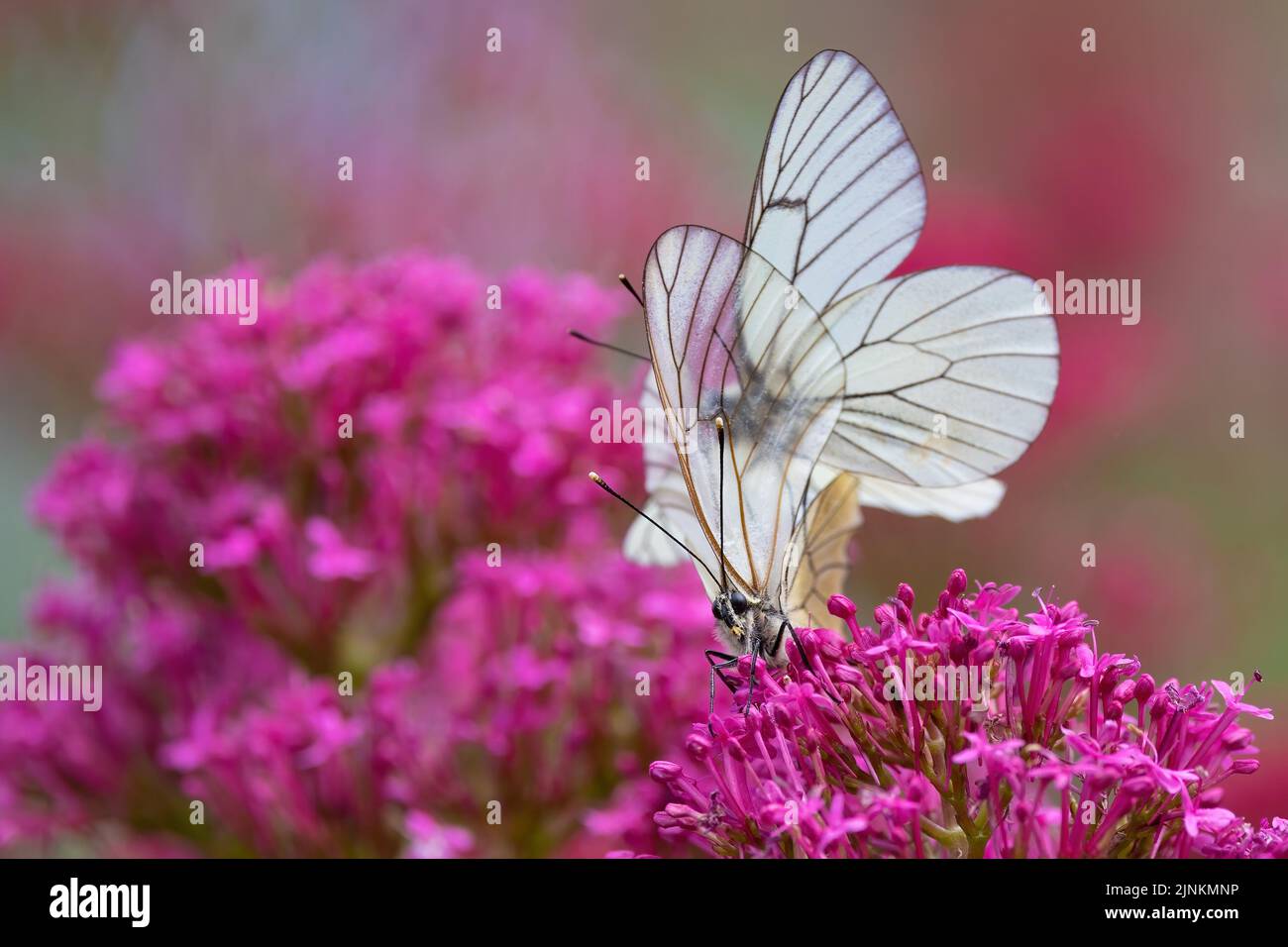 Coppia di farfalle bianche con venature nere su un fiore rosso della Valeria . Foto Stock