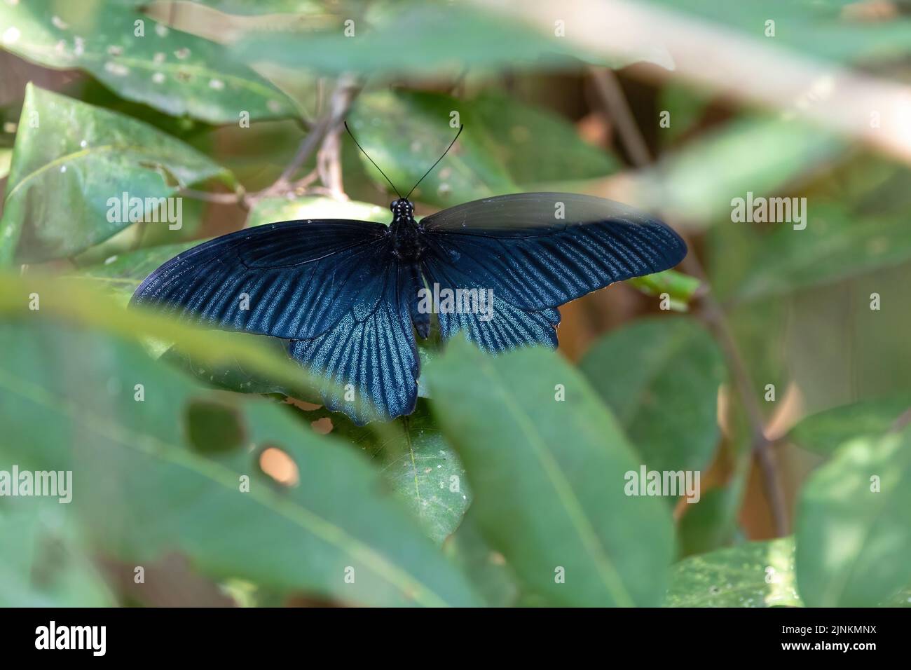 Grande farfalla Mormon maschio nascosto in una pianta, Thailandia Foto Stock