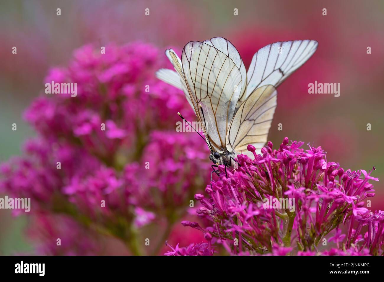 Coppia di farfalle bianche con venature nere su un fiore rosso della Valeria . Foto Stock