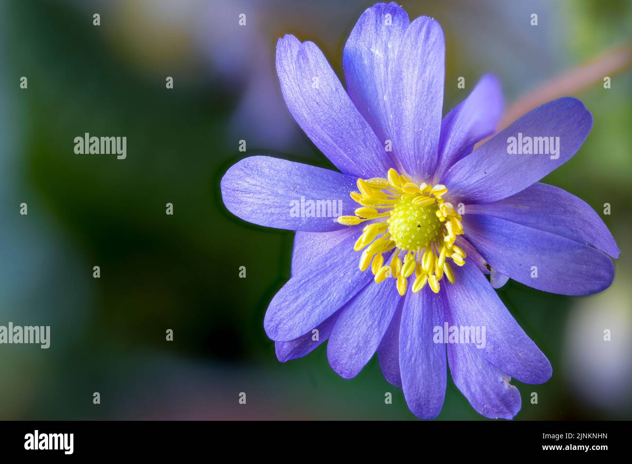 anemone, schärfentiefe, anemone blanda, anemoni Foto Stock