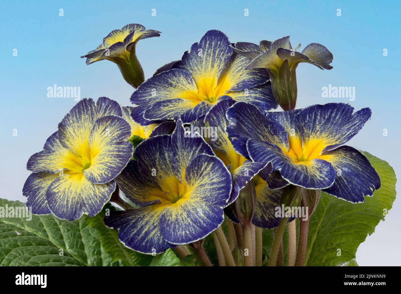 primrose, ibrido, cowslip, primrose, ibridi, cowslips Foto Stock