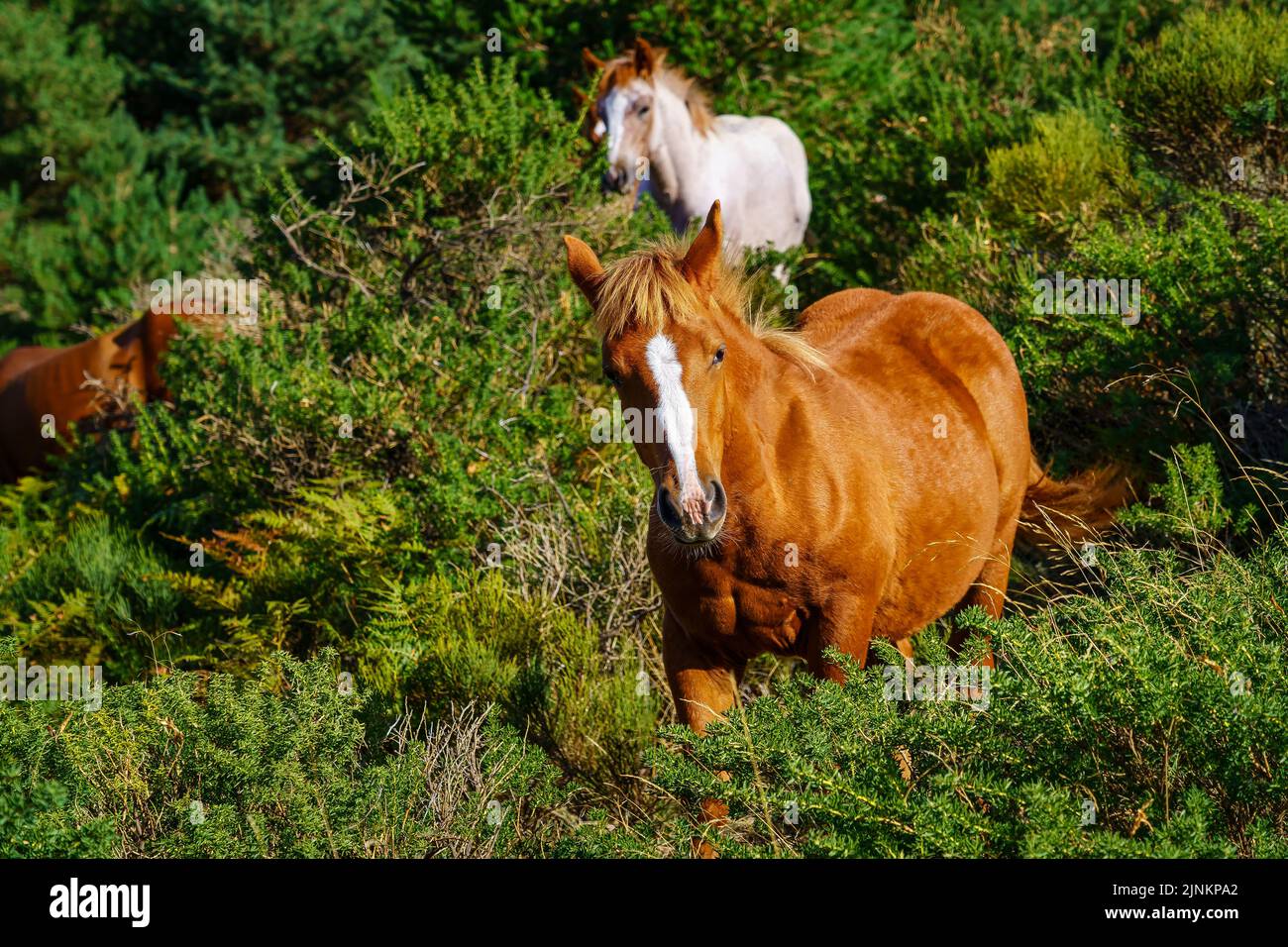 Cavalli selvatici che pascolano nei cespugli delle alte montagne. Foto Stock
