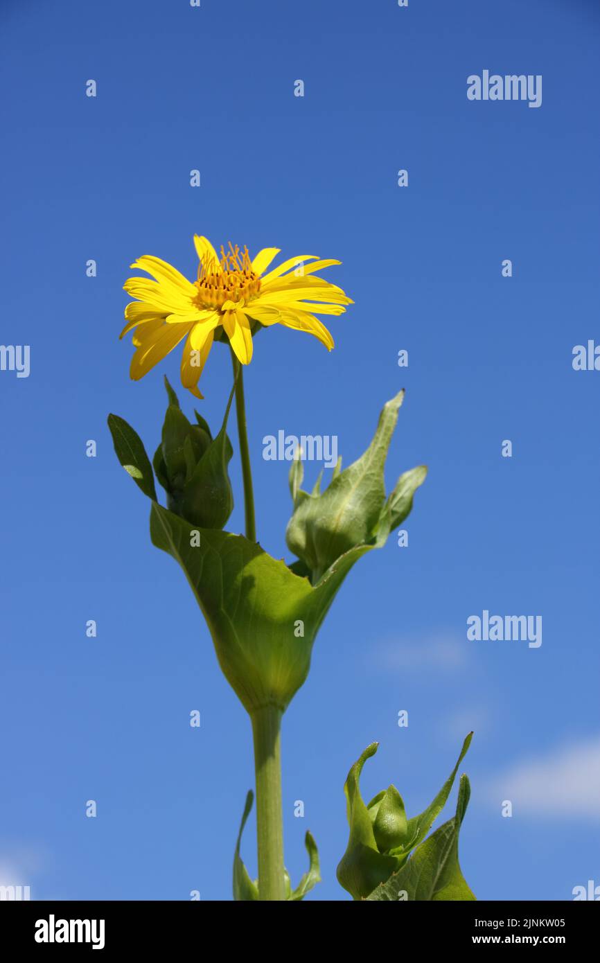 Fiore singolo di Silfie puzzolente contro un cielo blu Foto Stock