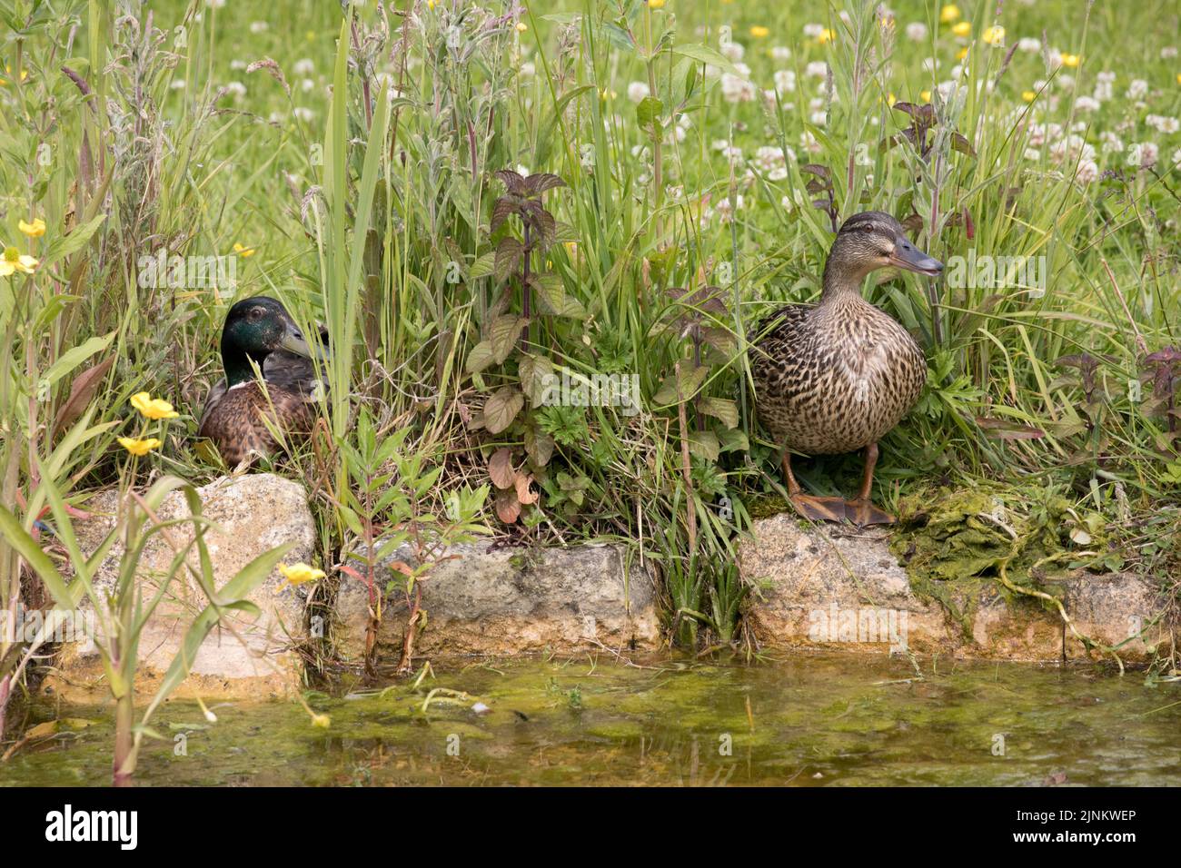 Maschio e femmina mallard Anas platyrhynchos in piedi sul bordo di un laghetto in fitta vegetazione Cotswolds UK Foto Stock