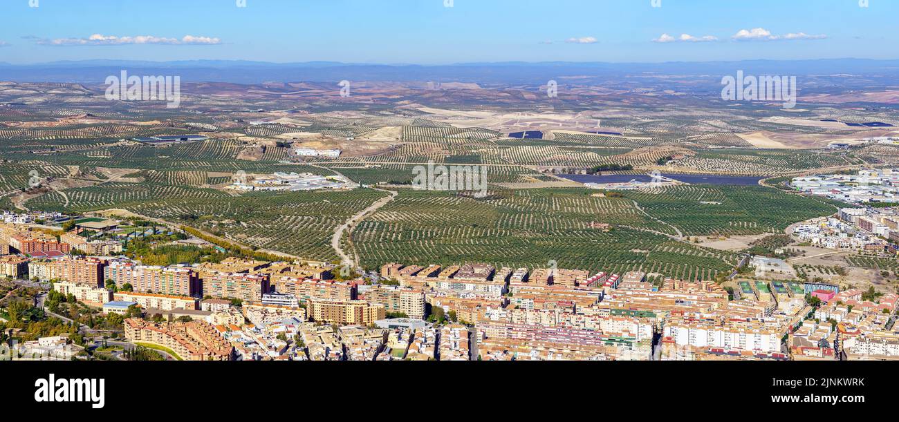 Infiniti oliveti vicino alla città andalusa di Jaen. Spagna. Foto Stock