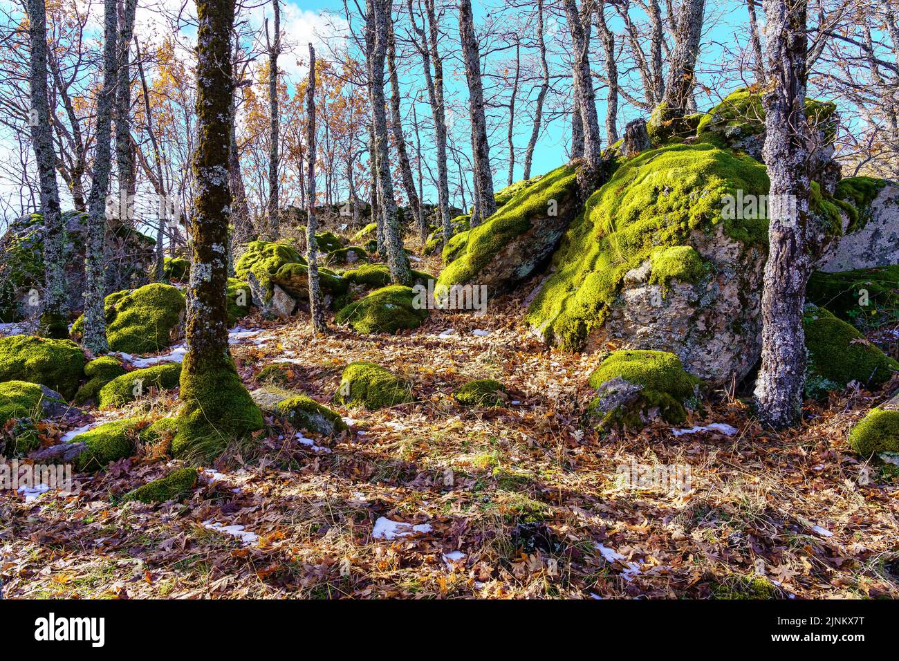 Foresta incantata con rocce mossy e foglie cadute sul terreno. Guadarrama Madrid. Foto Stock