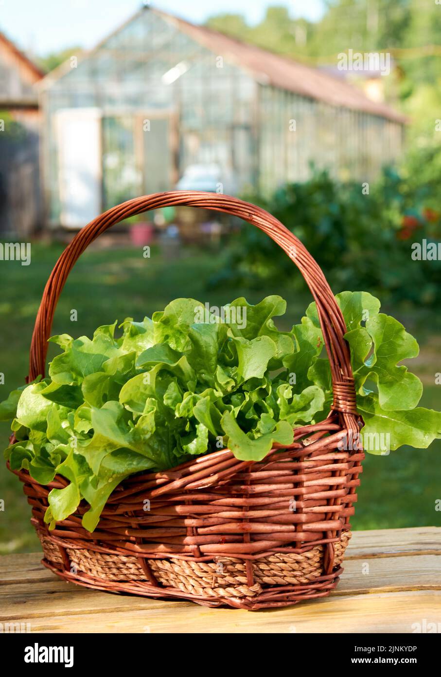 Quercia verde, iceberg Lettuce, foglia verde lattuga. Insalata di piante, foglie di verdure idroponiche nel cestello. Piante biologiche fresche coltivate in una piccola fattoria Foto Stock