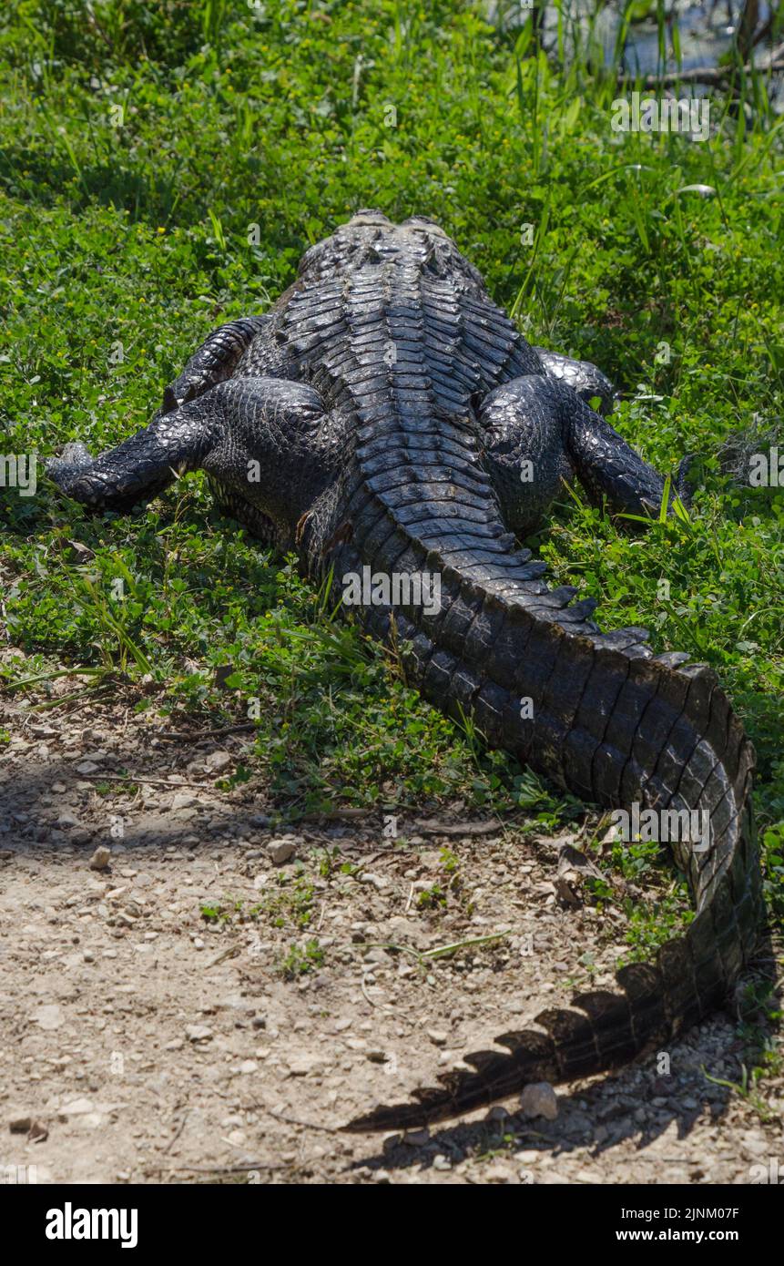 L'ampio dorso di un alligatore visto da dietro l'animale come si appoggia con la sua coda curva e con una lesione visibile alla base della sua coda. Foto Stock