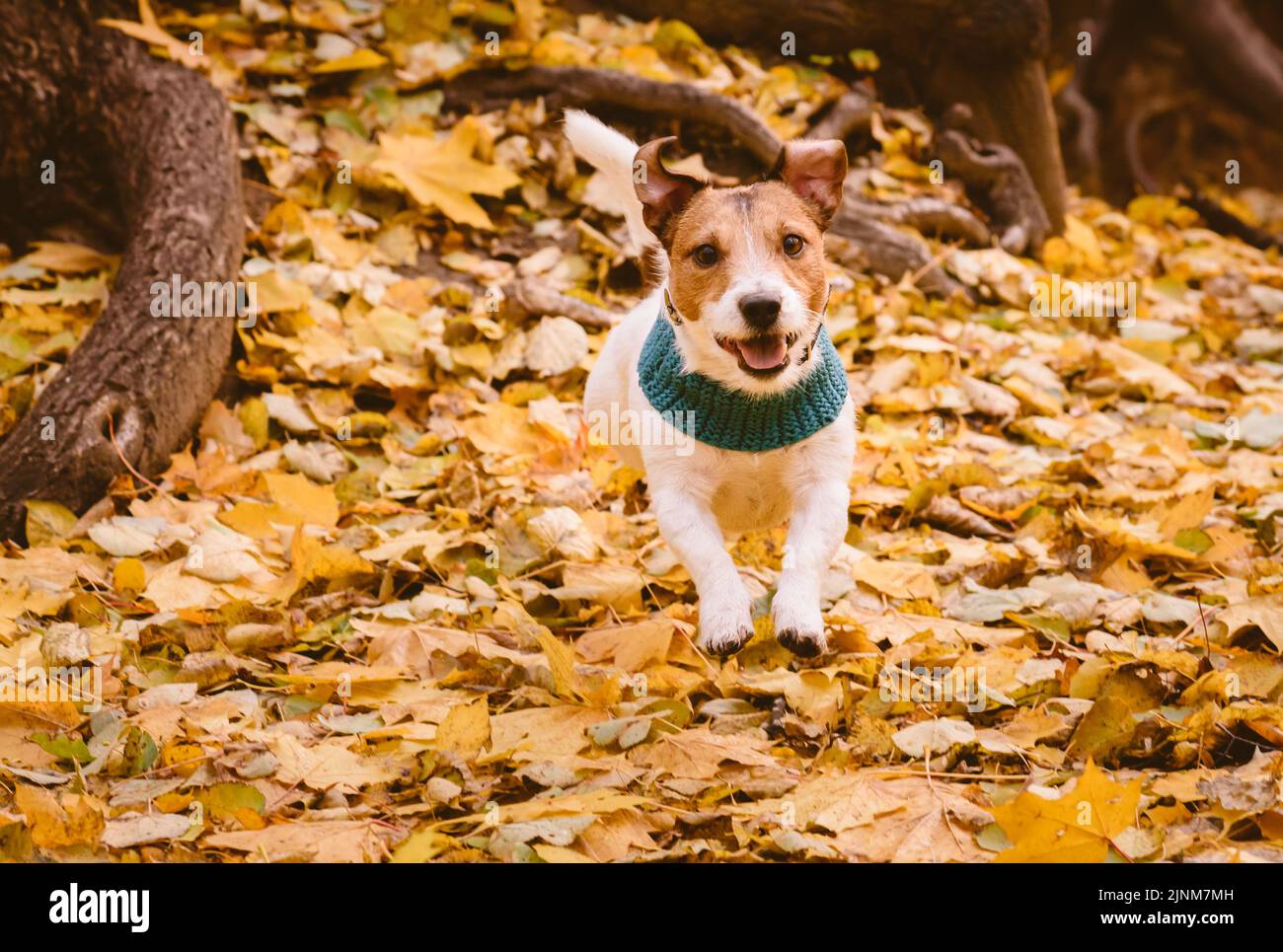 Buon cane che corre e salta mentre gioca al parco d'autunno sulle foglie gialle cadute Foto Stock