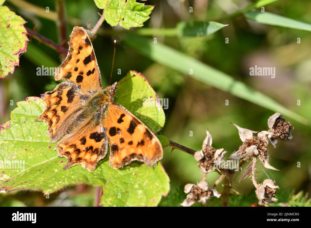 Comma (Polygonia c-album) Butterfly, Kilkenny, Irlanda Foto Stock