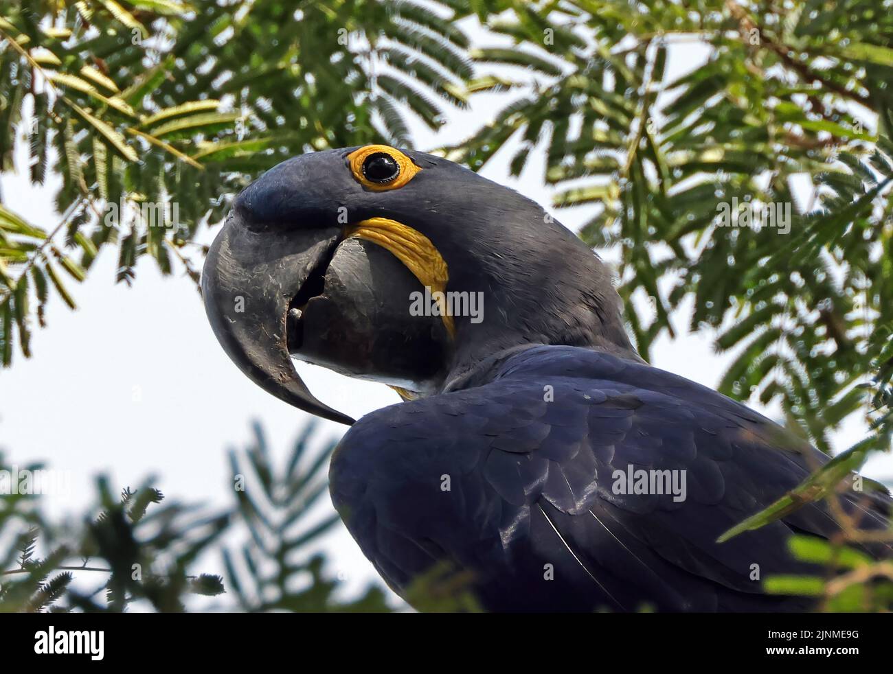 Iacinto Macaw (Anodorhynchus hyacinthinus) primo piano della testa adulta Pantanal, Brasile Luglio Foto Stock