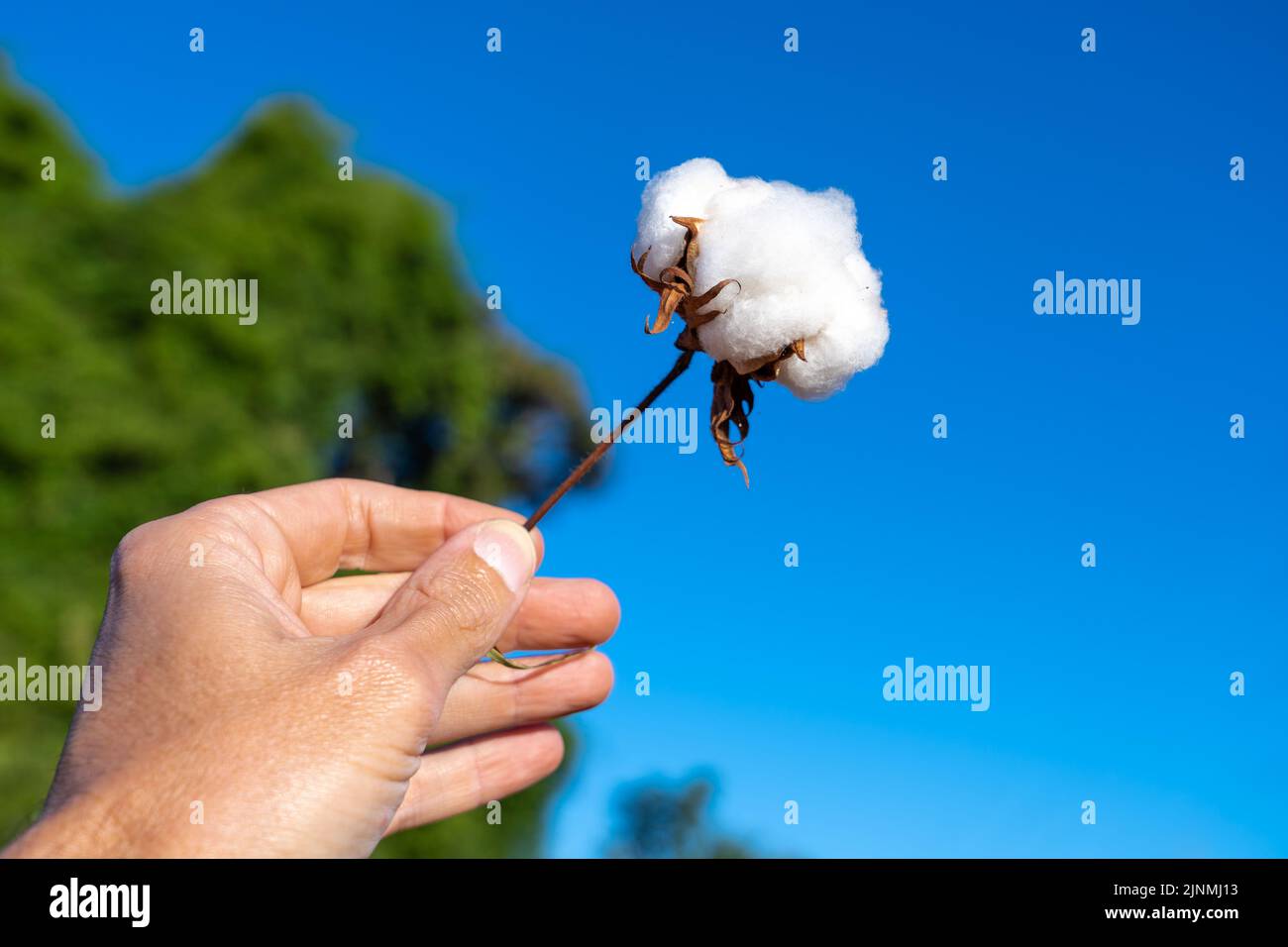 Primo piano della mano contadina che tiene un rametto di cotone in una piantagione di fattoria con sfondo blu sfocato del cielo. Mato Grosso, Brasile. Concetto di agricoltura. Foto Stock
