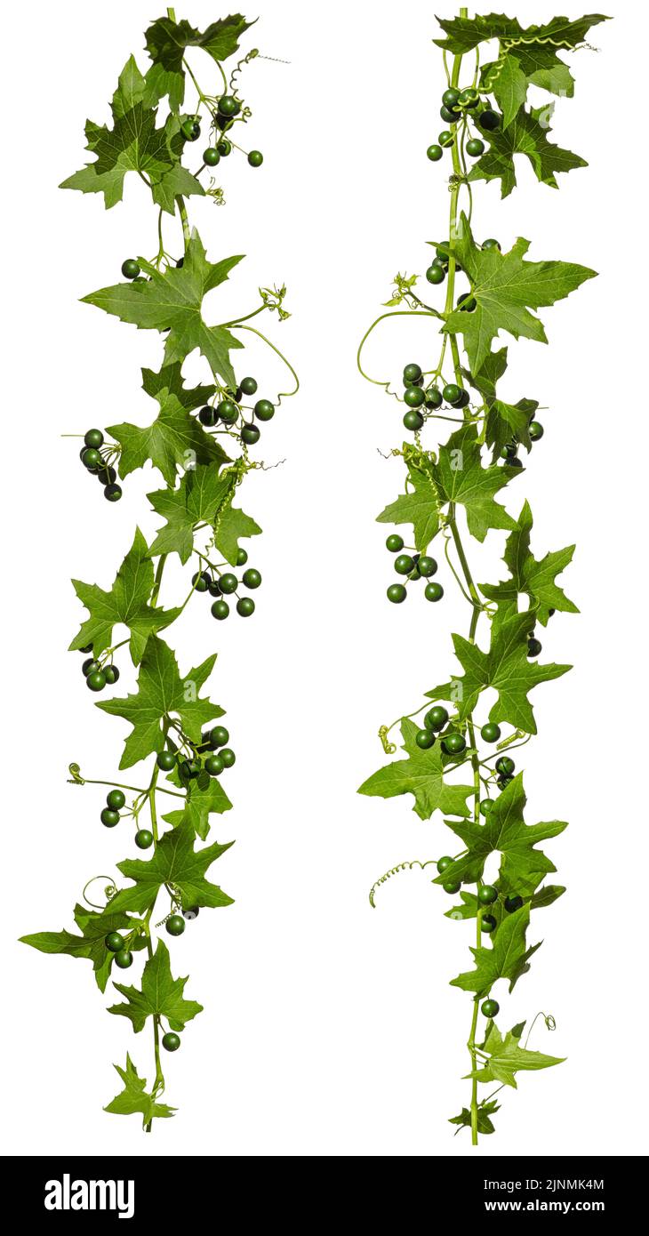 Ivy con bacche verdi isolate su sfondo bianco, set di due superriduttore per la vostra decorazione telaio. Foto Stock