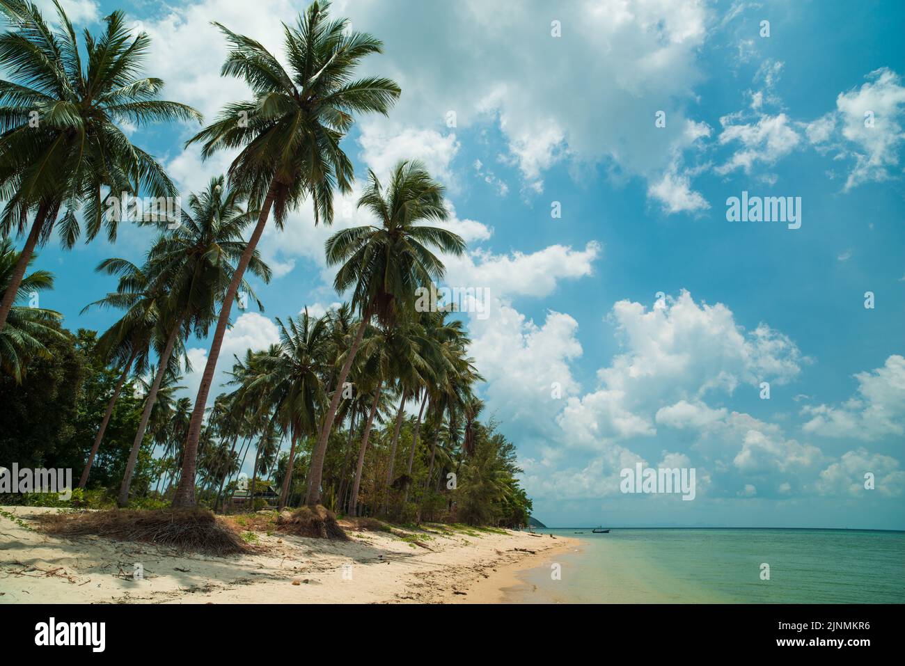 Palme e bella spiaggia sulle rive di Lipo noi, Koh Samui - Thailandia Foto Stock