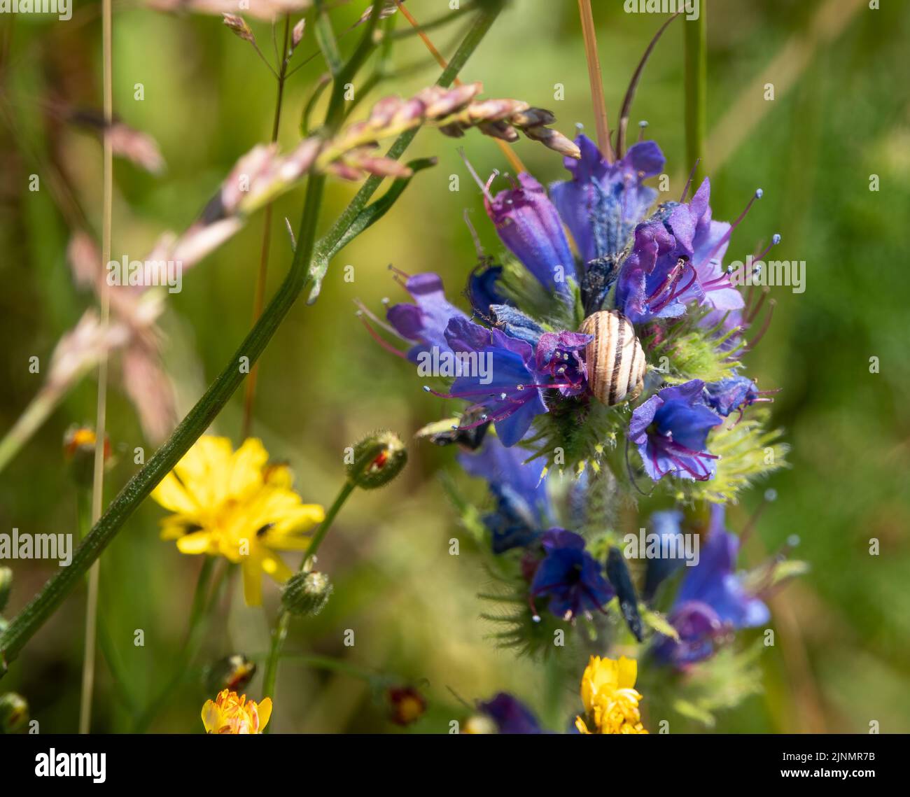 Primo piano di una lumaca tra fiori blu di Viper's-Bugloss (Echium vulgare) Foto Stock