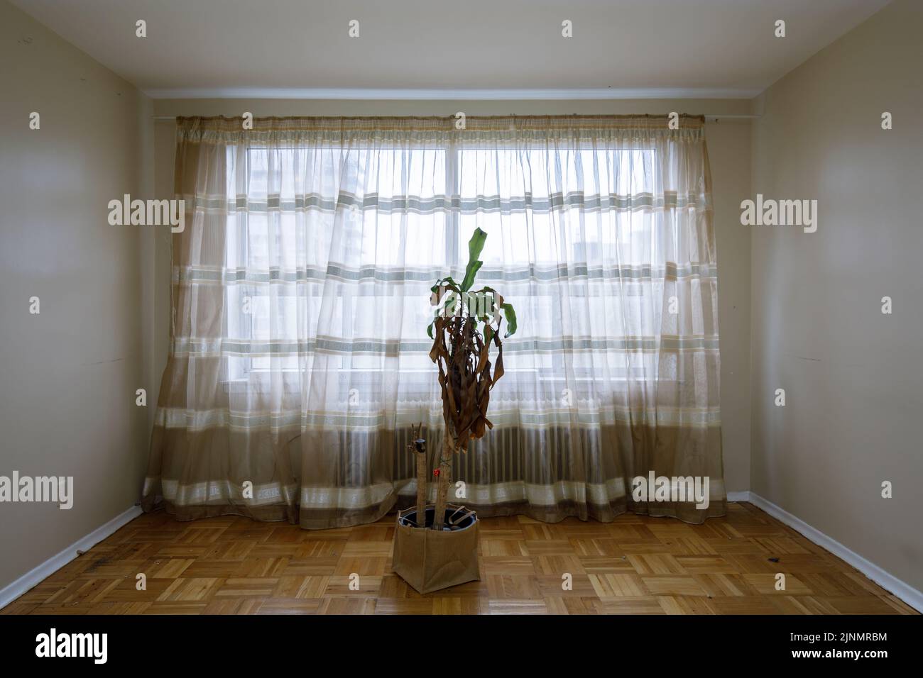 Una pianta morta siede davanti ad una finestra in una stanza. Questo edificio è stato da allora demolito Foto Stock