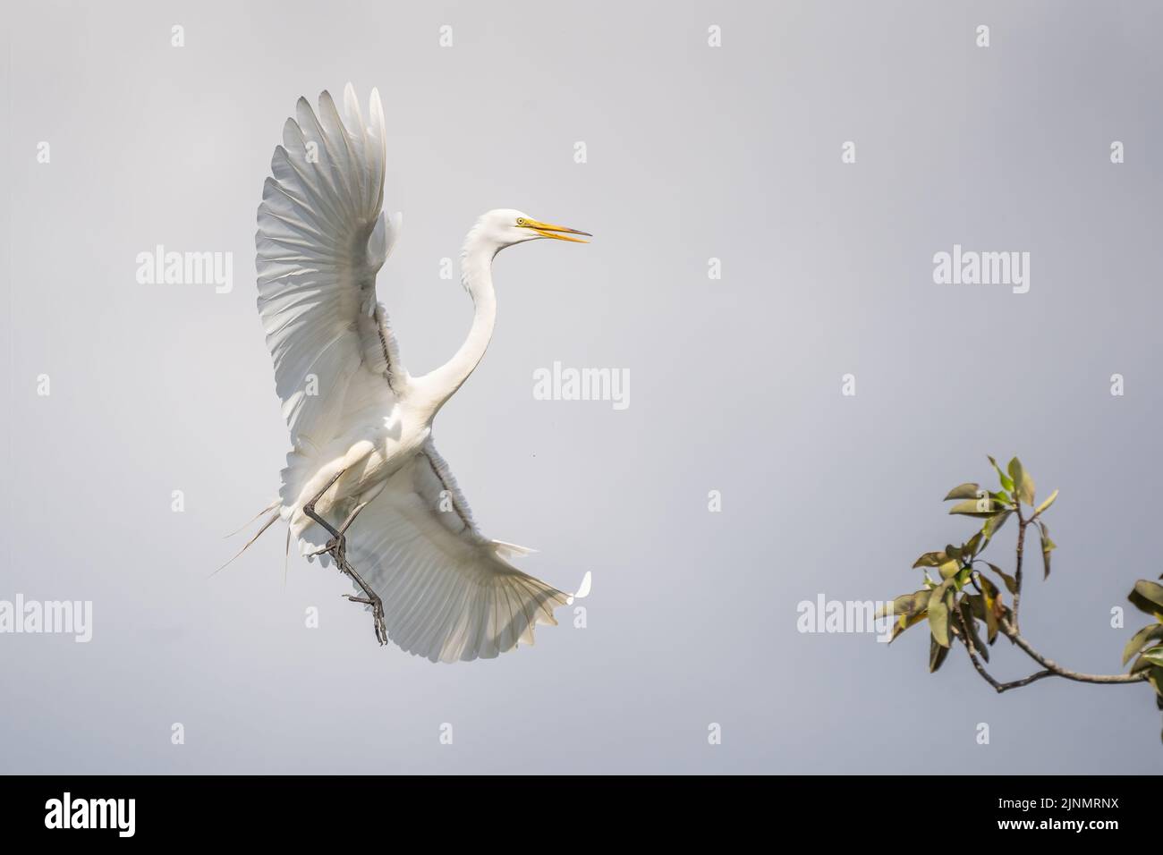 St. Augustine Alligator Farm Rookery, Saint Augustine Florida Foto Stock