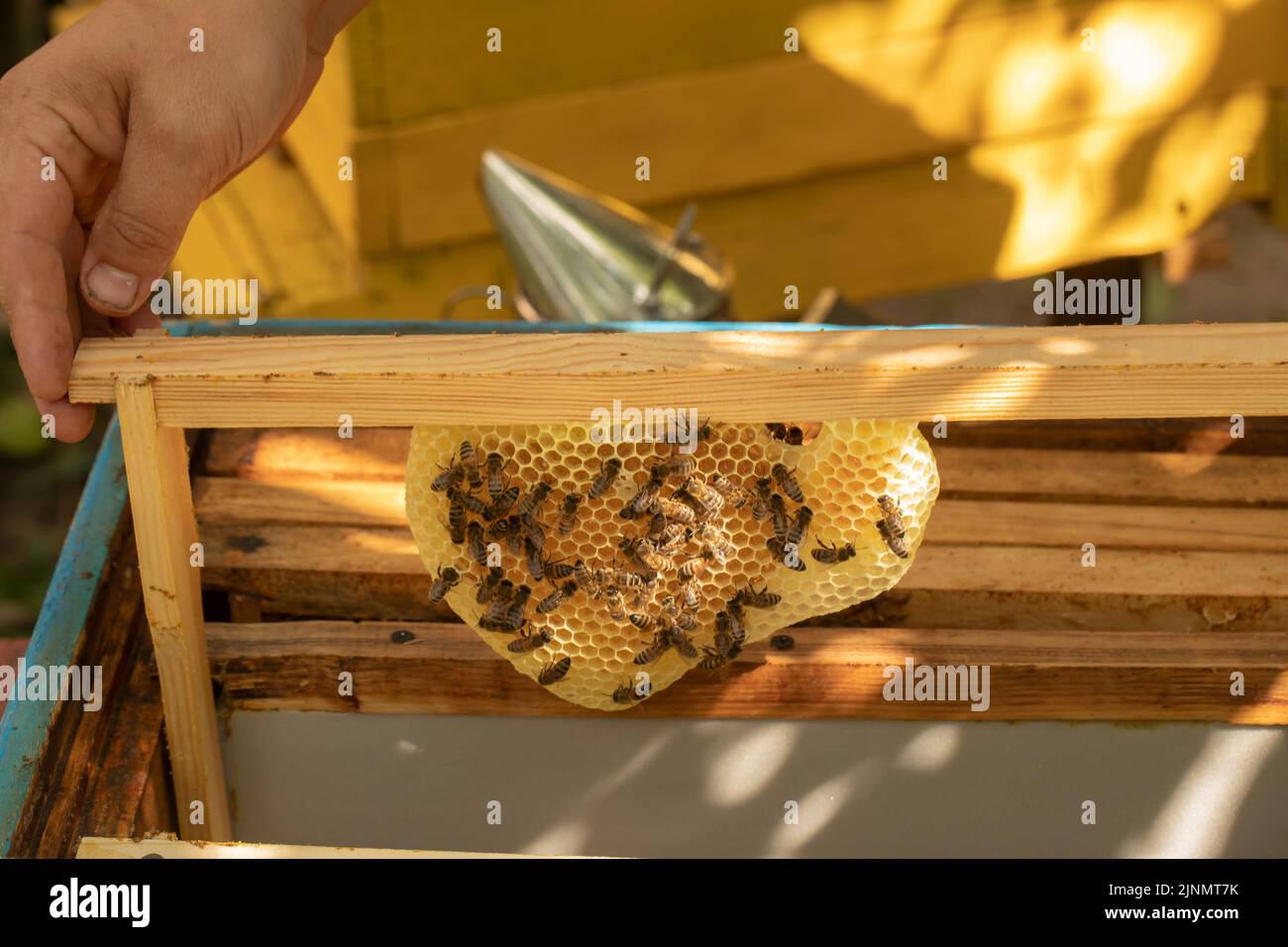 Nido d'ape in cera e api su un telaio. L'apicoltore toglie un telaio dall'alveare per ispezionare le api. Profondità di campo ridotta, messa a fuoco selettiva Foto Stock