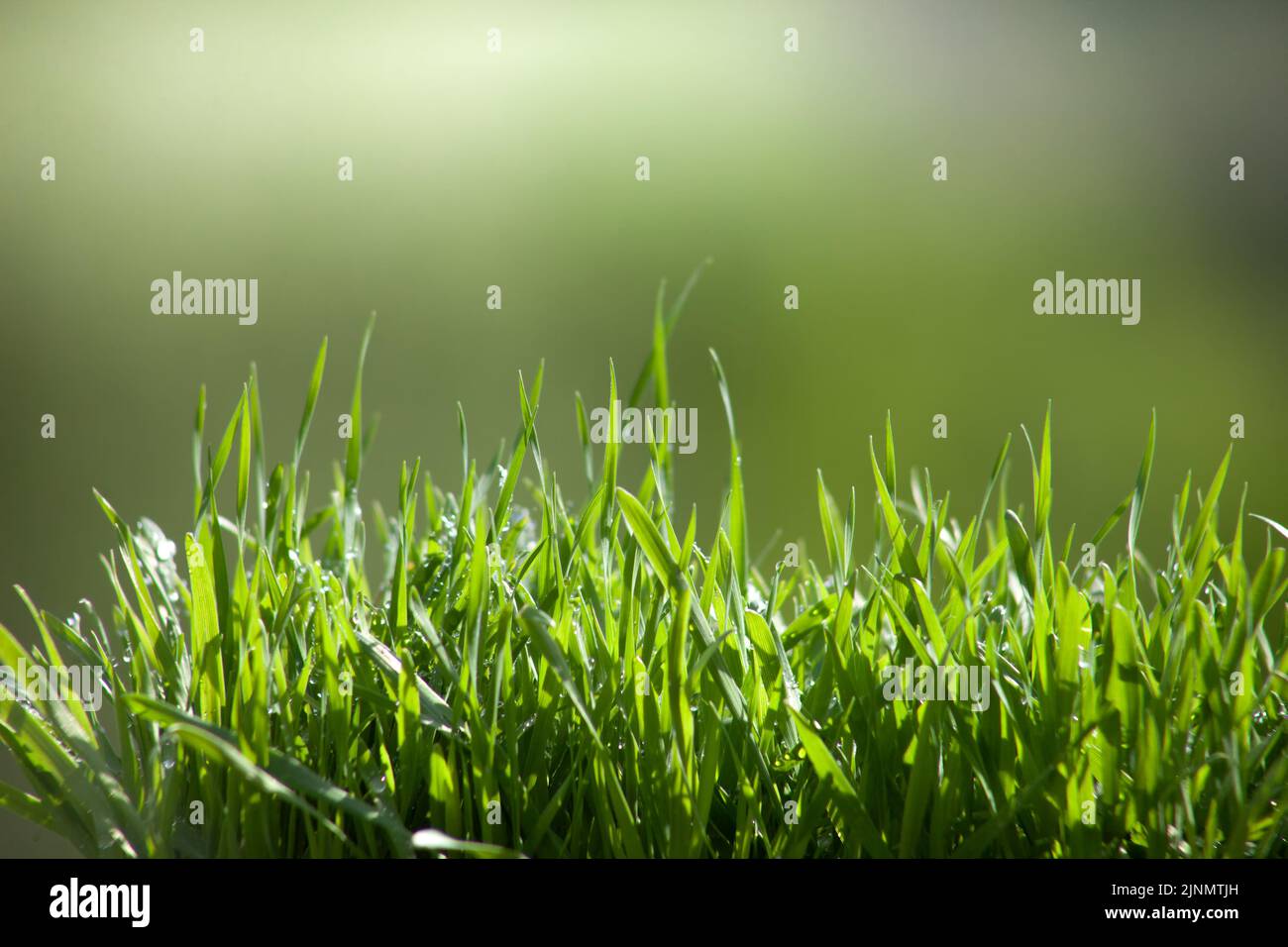 Foglie di prato con rugiada su sfondo sfocato. Piante fresche al mattino rugiada scintillante al sole. Foto Stock