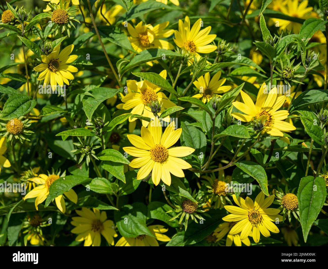 Girasoli a foglia stretta Helianthus angustifolius fioritura in un giardino Foto Stock