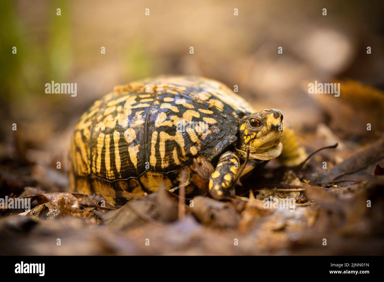 Un primo piano di una tartaruga orientale Box si riscalda in un luogo soleggiato sul pavimento della foresta. Preso in Indiana durante la loro stagione di allevamento. Foto Stock