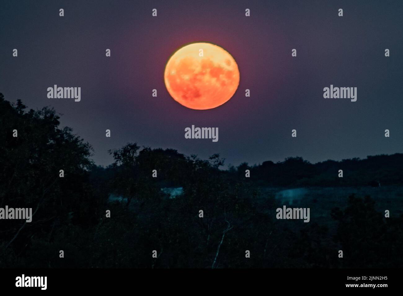 Sturgeon super Moon che si innalza sulla campagna della New Forest con le ghostly bianche mucche che pascolano sotto Foto Stock