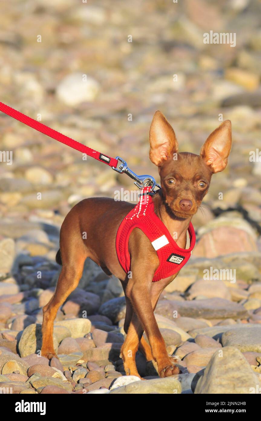 Cane a piedi Foto Stock