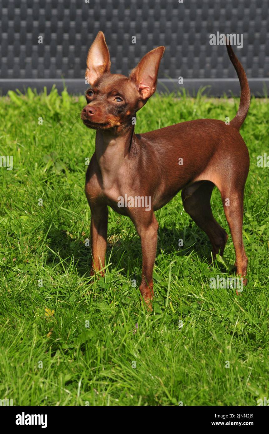 Terrier su Meadow Foto Stock