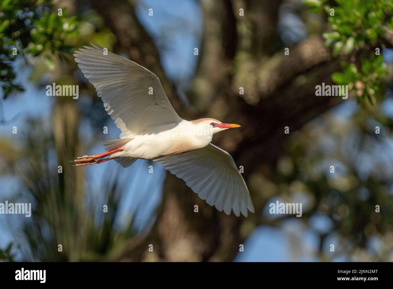 Airone guardabuoi in volo Foto Stock