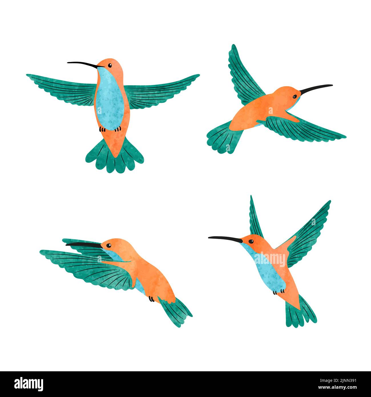 Carino colibrì set. Illustrazione vettoriale di acquerello di piccoli uccelli tropicali. Illustrazione Vettoriale