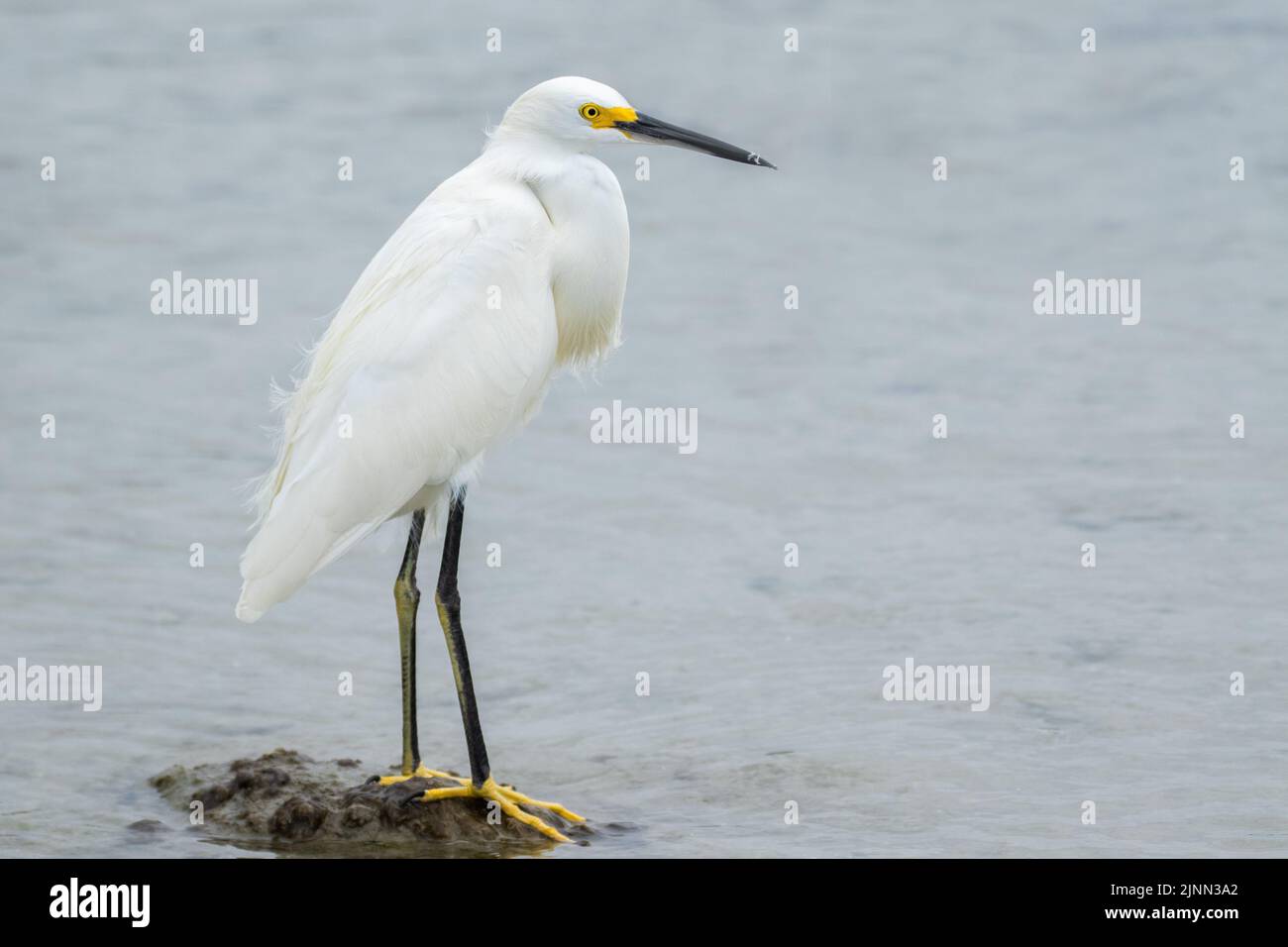 Snowy Egret Foto Stock