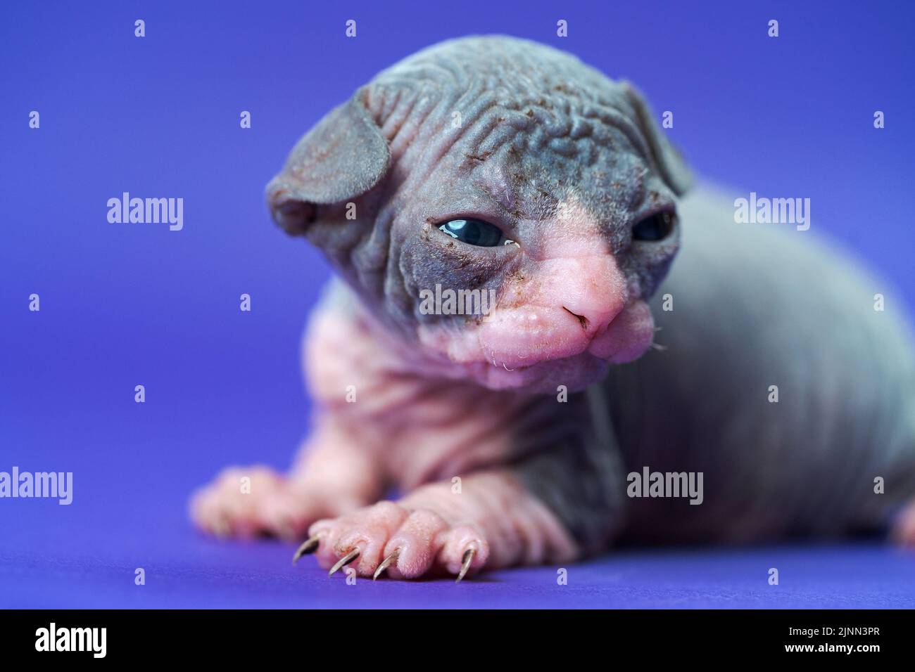 Ritratto di bel gatto giovane maschio con grandi occhi. Due settimane di Sphynx canadese blu e bianco si trova su sfondo blu e guarda a lato Foto Stock