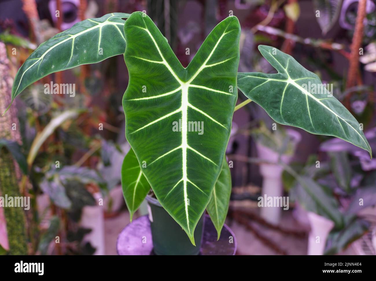 Bella verde scuro e vellutata foglie di Alocasia Frydek, una rara pianta tropicale Foto Stock