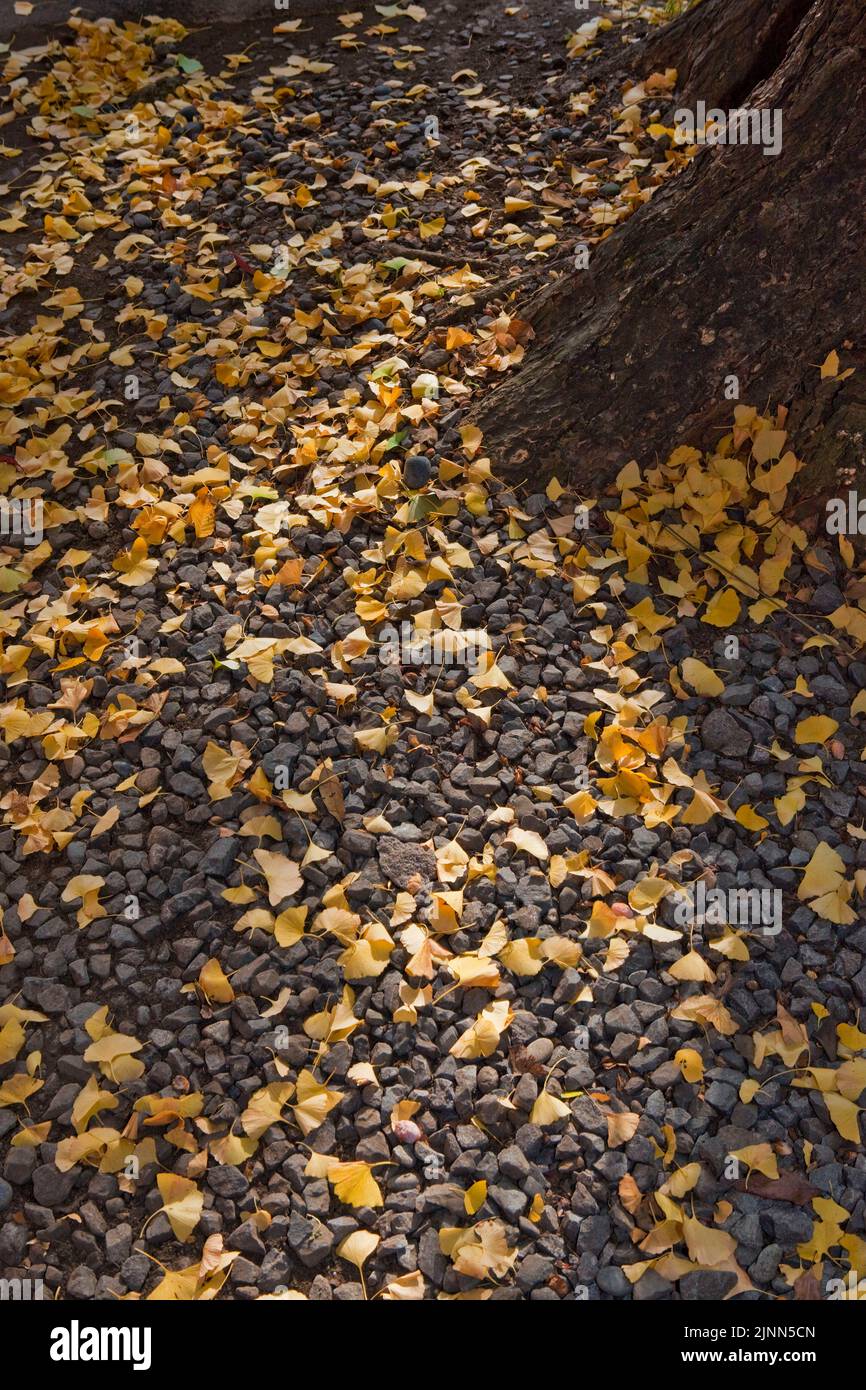 Ginko leaves autumn Hie Shrine Tokyo Japan Foto Stock