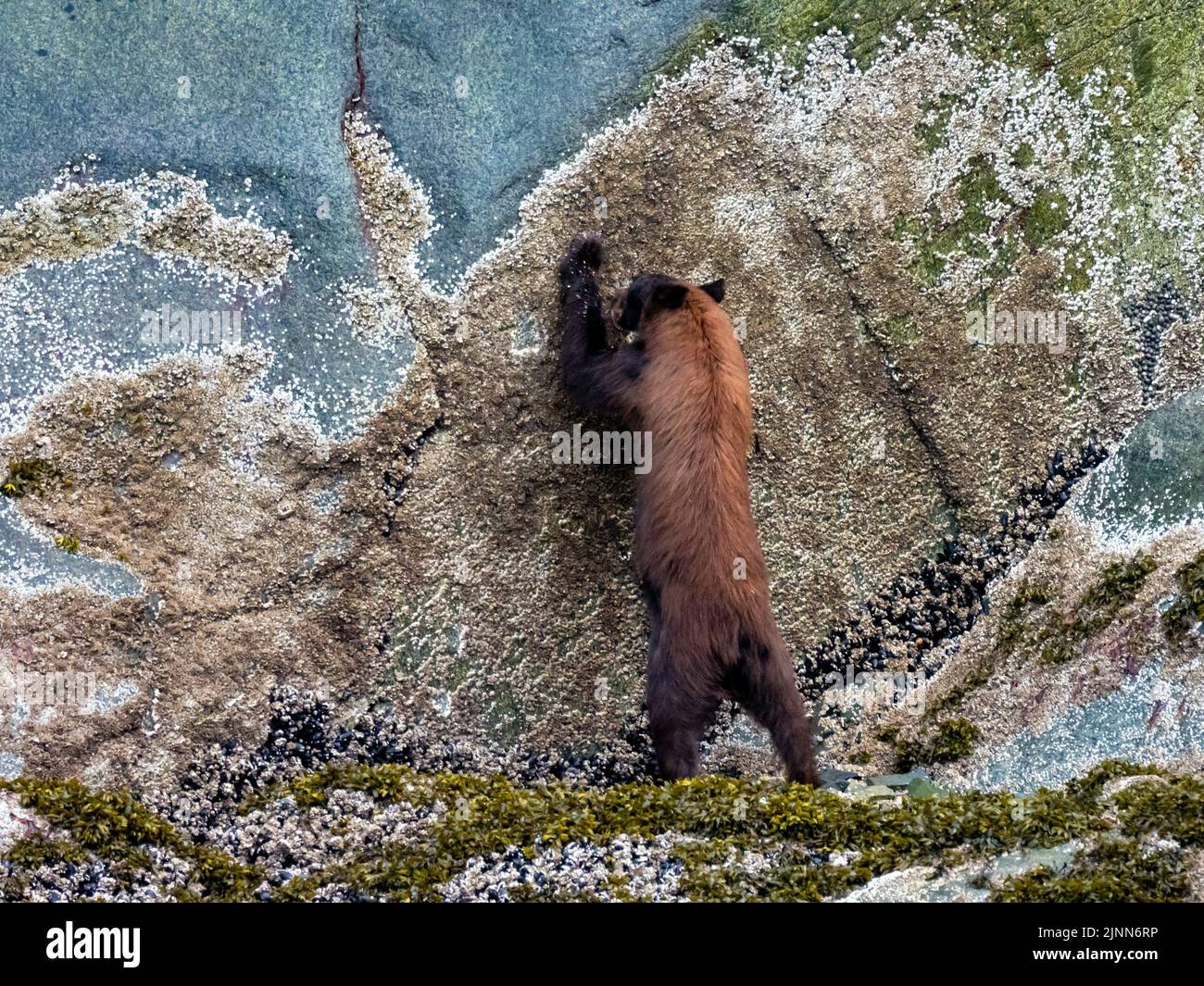 Orso nero, Ursus americanus, che si nutre di barnacoli nella zona intertidale di Tracy Arm, nel sud-est dell'Alaska Foto Stock