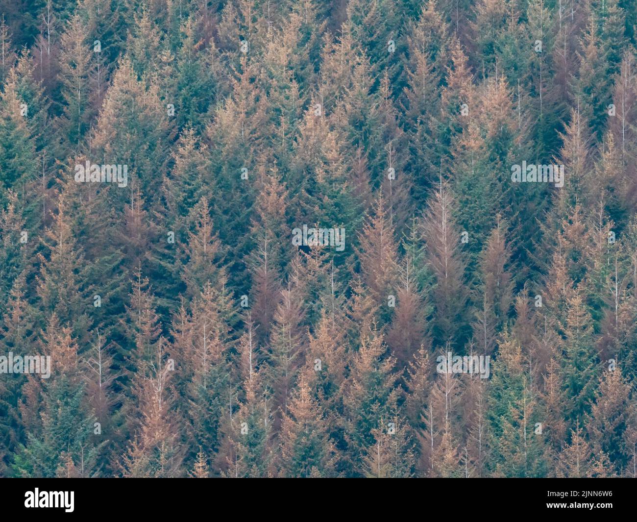 Alberi nella foresta nazionale di Tongass nell'Alaska sudorientale effettuati dal Budworm nero-capeggiato occidentale, da Alcleris gloverana e dal cambiamento climatico Foto Stock